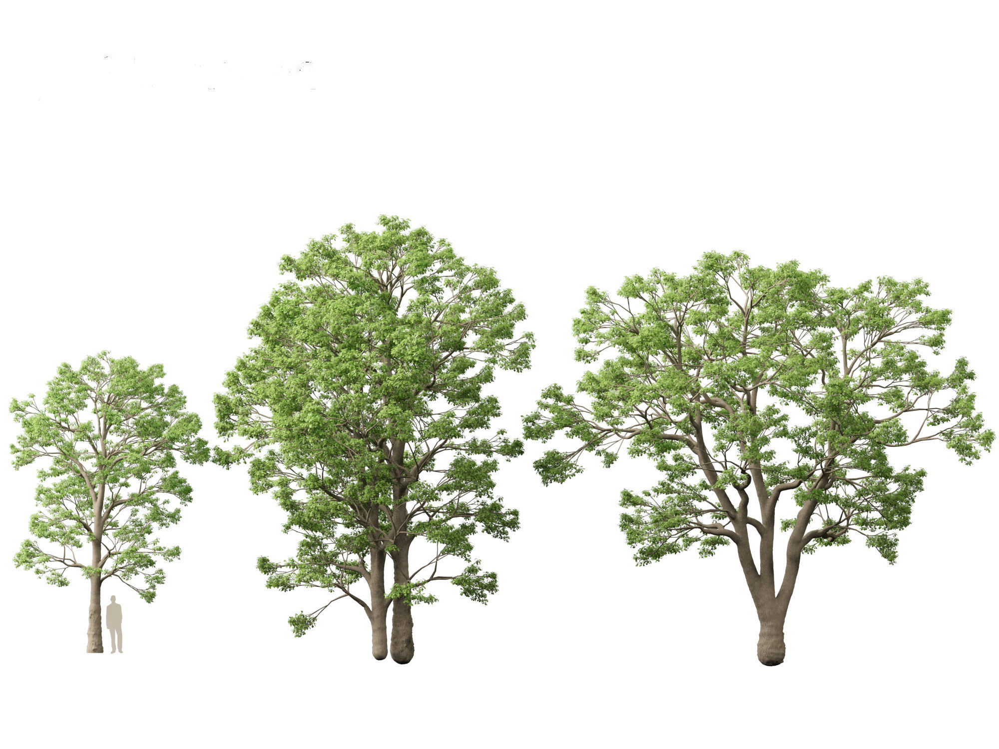 Quercus macrocarpa - Bur oak 3D model_2
