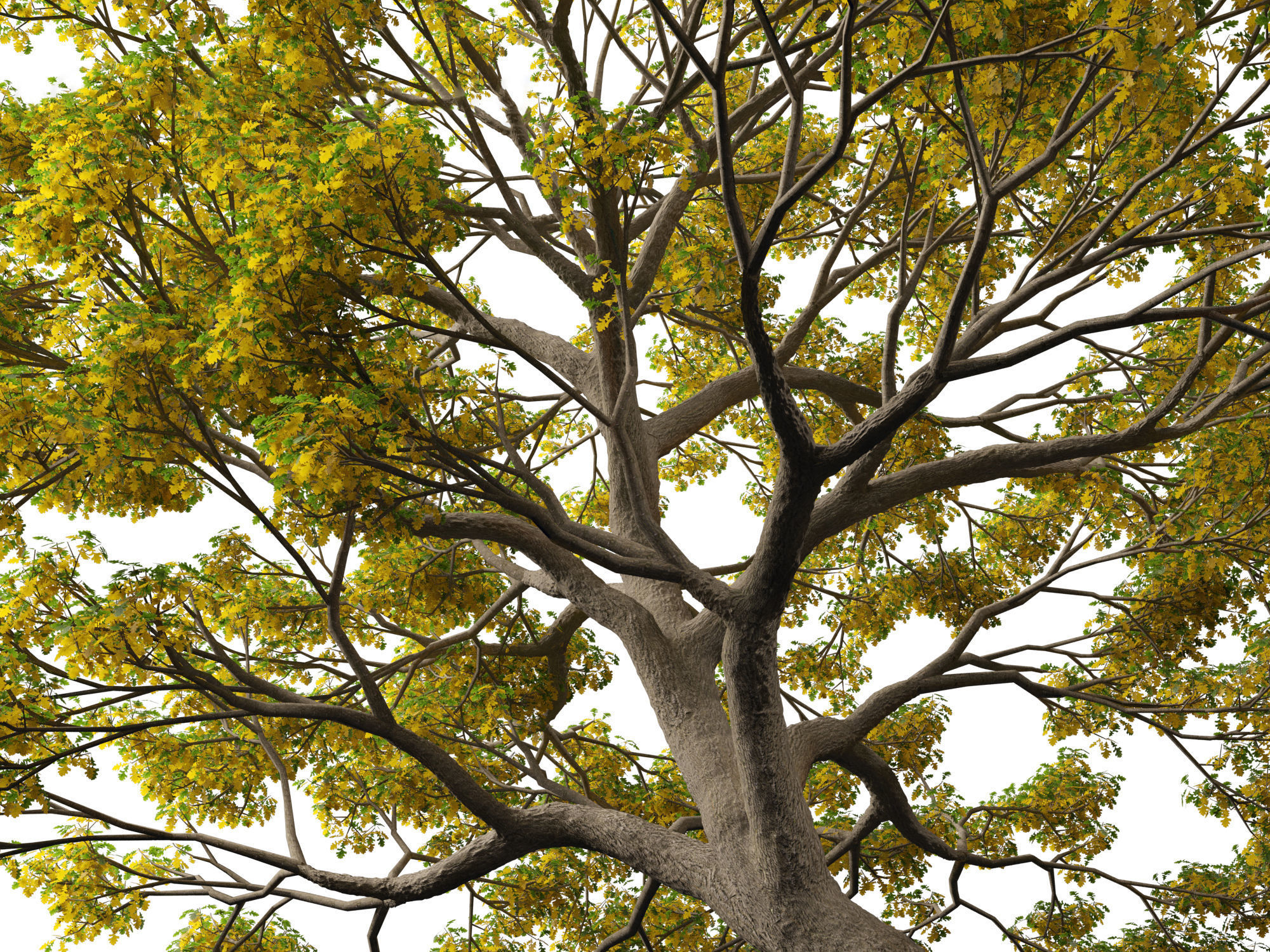 Quercus macrocarpa - Bur oak 3D model_6