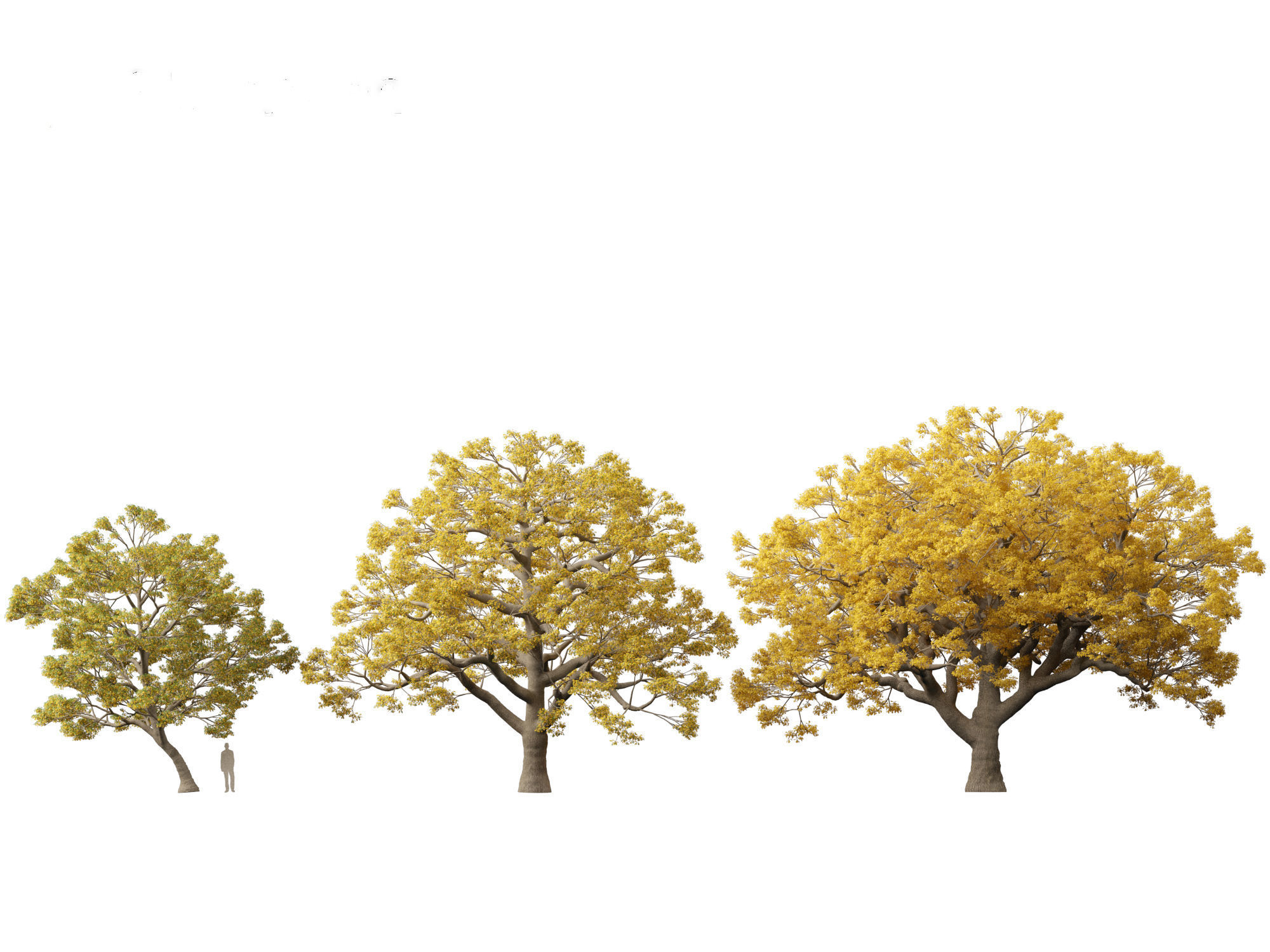 Quercus macrocarpa - Bur oak 3D model_4