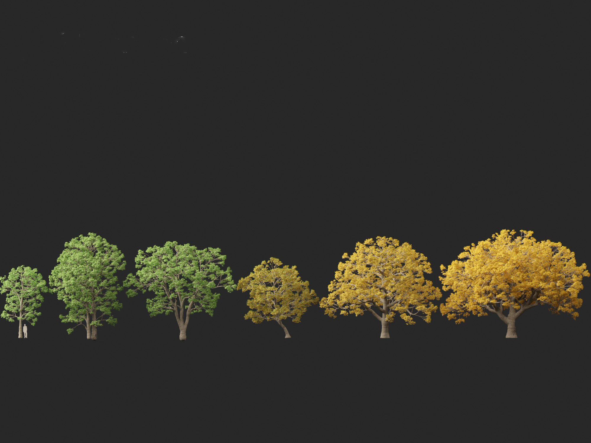 Quercus macrocarpa - Bur oak 3D model_1