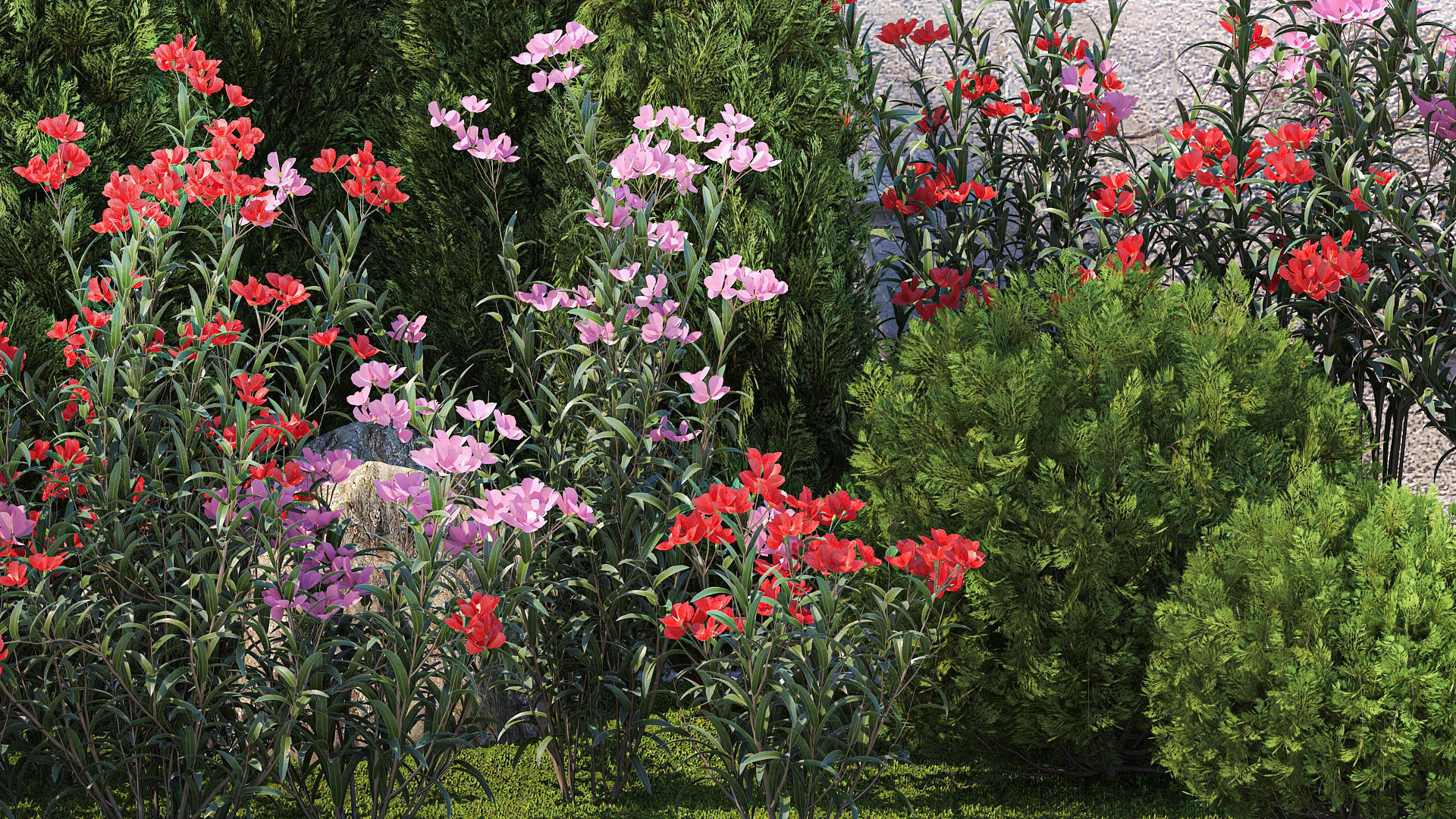 Beautiful garden with thuja flowers cypress and oleander 1370 3D model_4