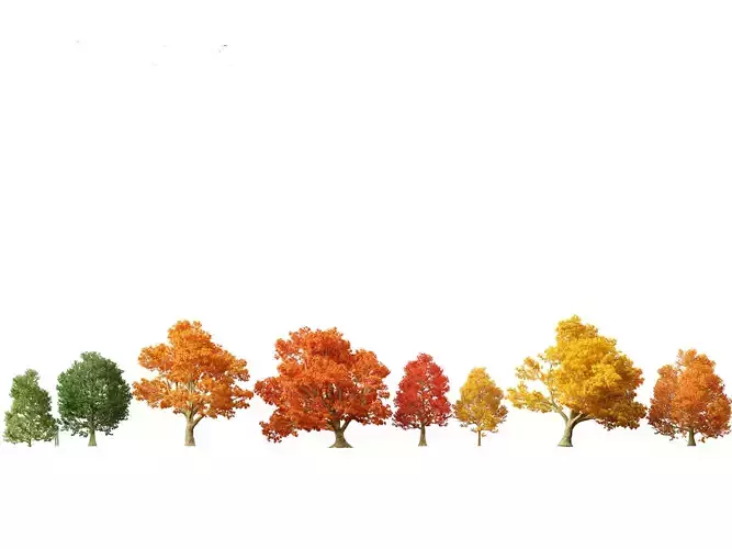 Acer platanoides - Norway maple