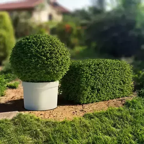 Boxwood Bushes set