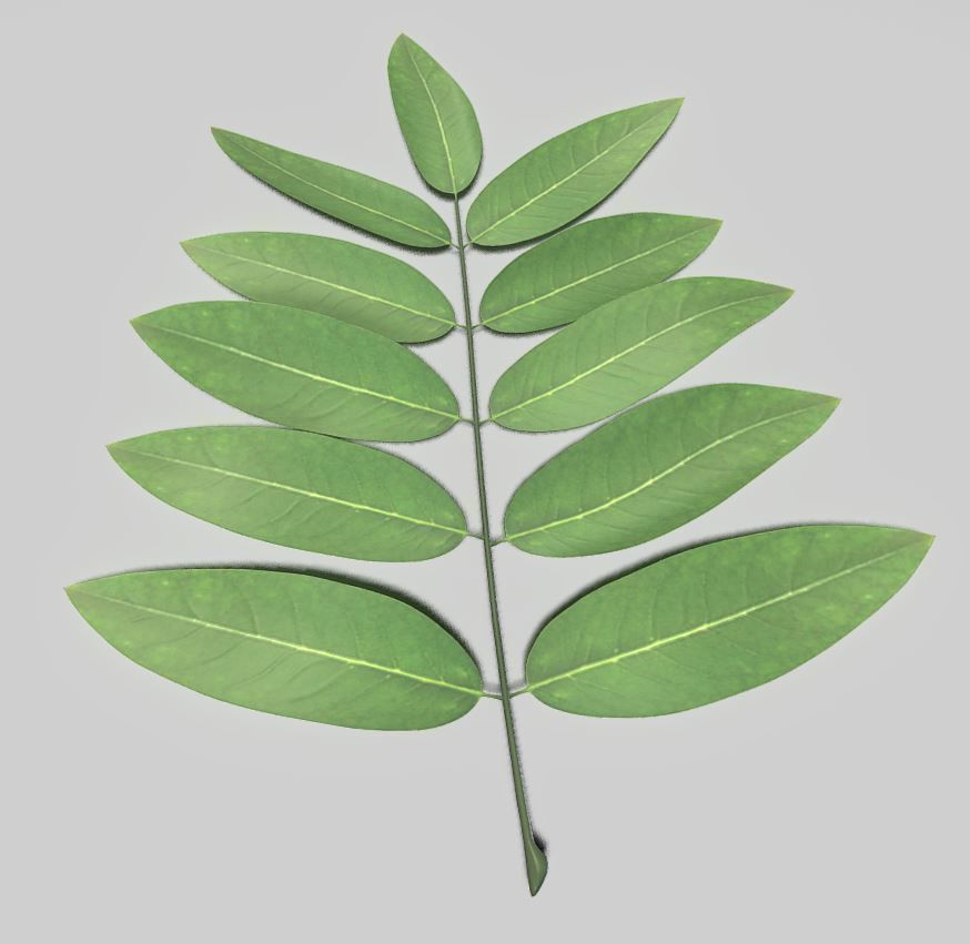 High Poly Honey Tree Leaves 3D model_19