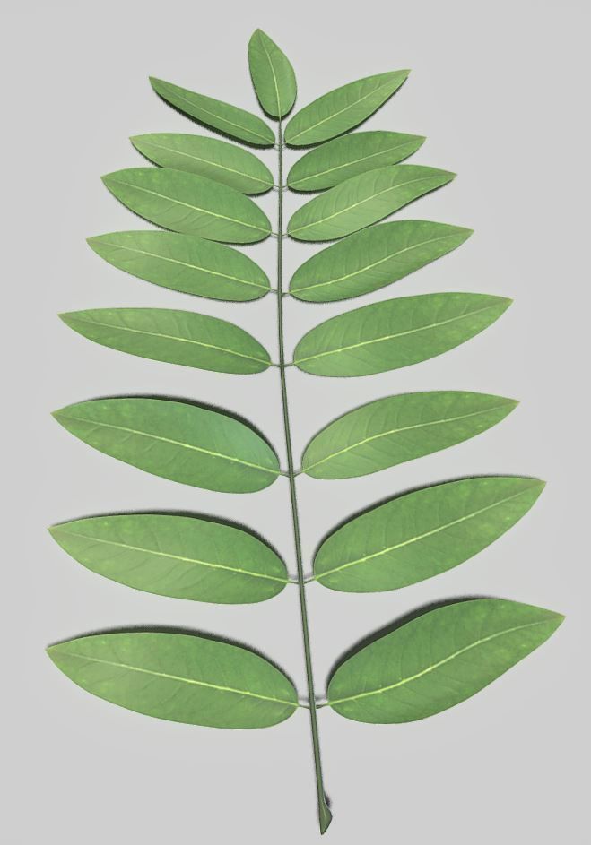 High Poly Honey Tree Leaves 3D model_2