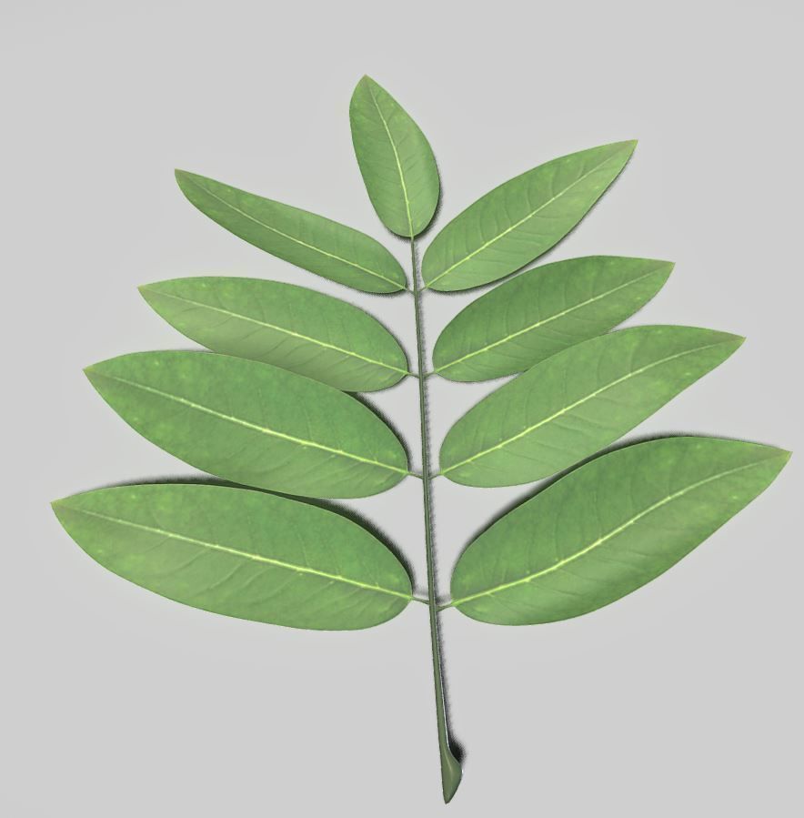 High Poly Honey Tree Leaves 3D model_8