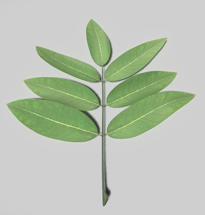 High Poly Honey Tree Leaves 3D model_10