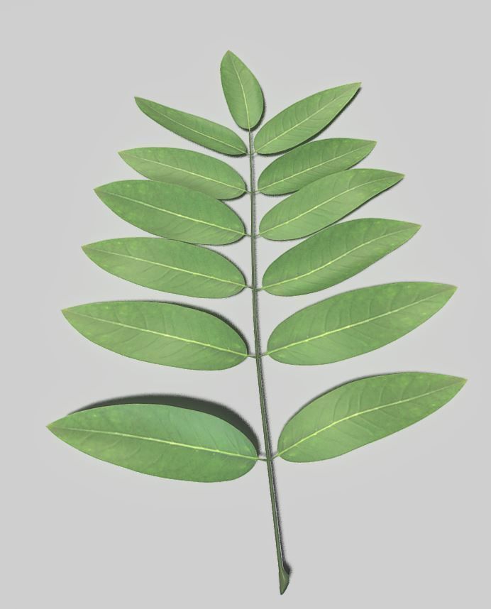 High Poly Honey Tree Leaves 3D model_18