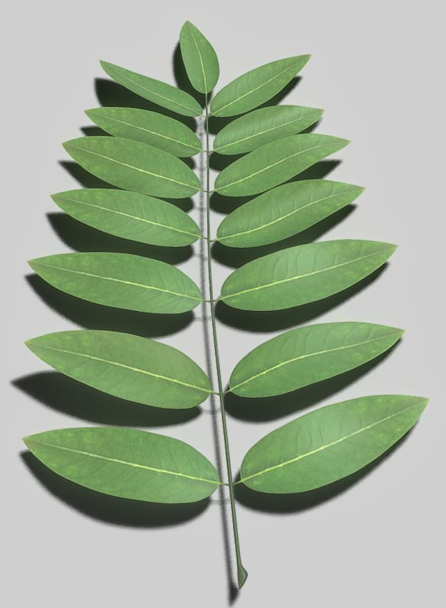 High Poly Honey Tree Leaves 3D model_12