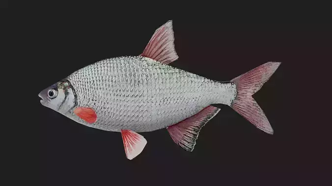 Bream Low-poly 3D model