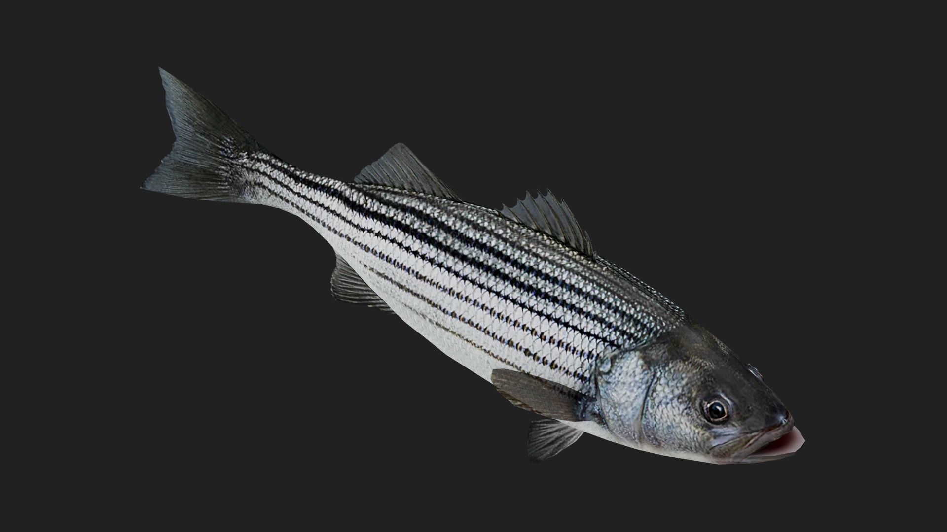 Stripedbass Low-poly 3D model_4