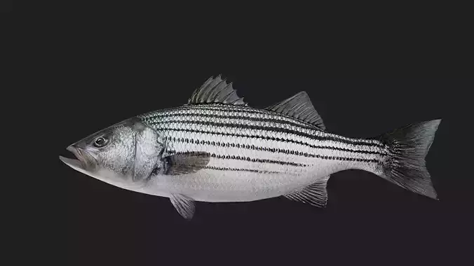 Stripedbass