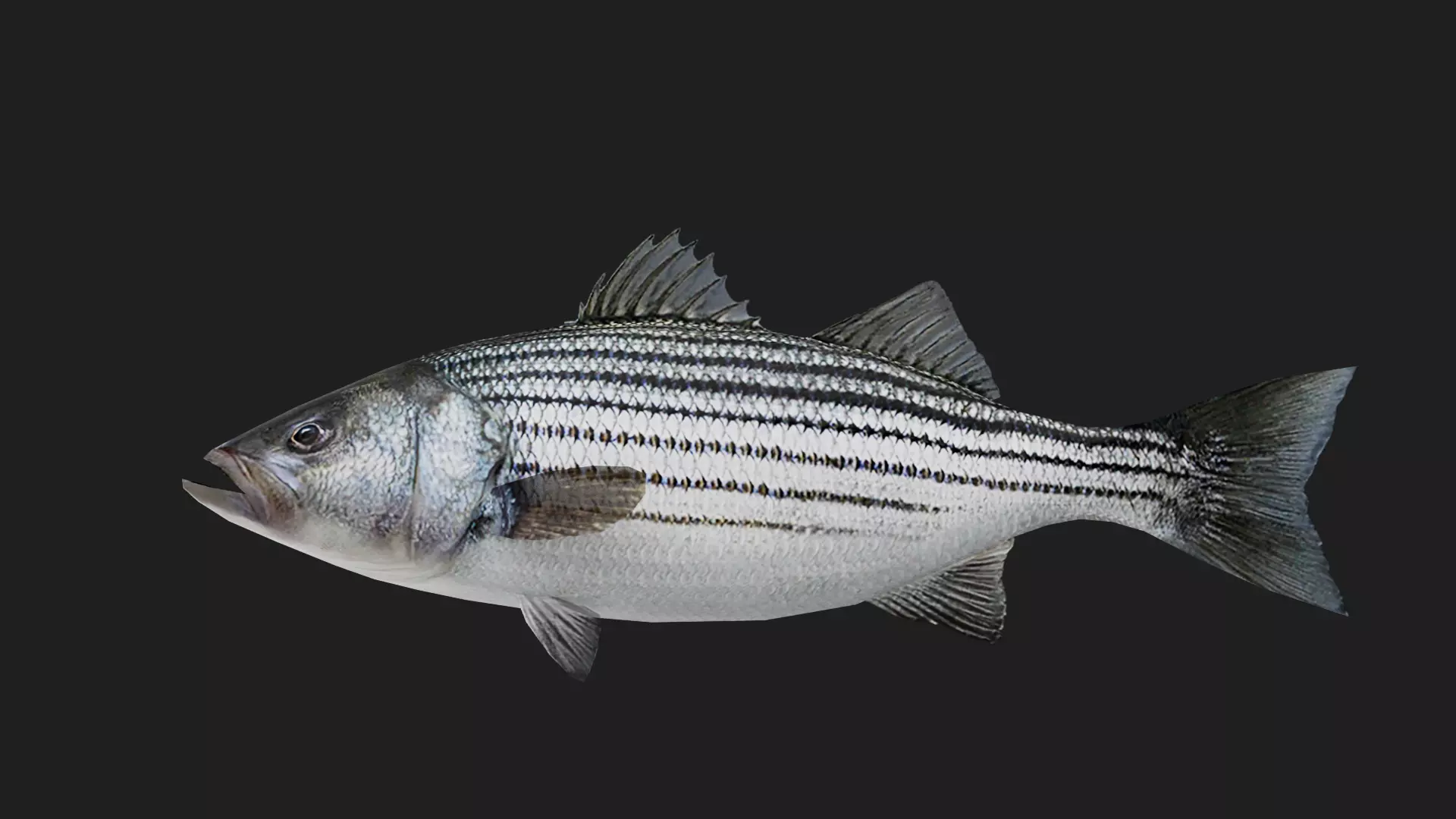 Stripedbass Low-poly 3D model_0