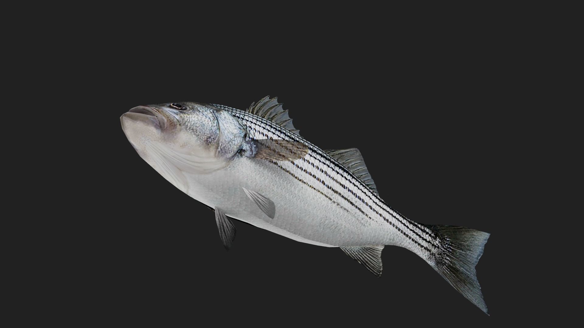 Stripedbass Low-poly 3D model_2
