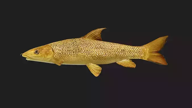 Barbel