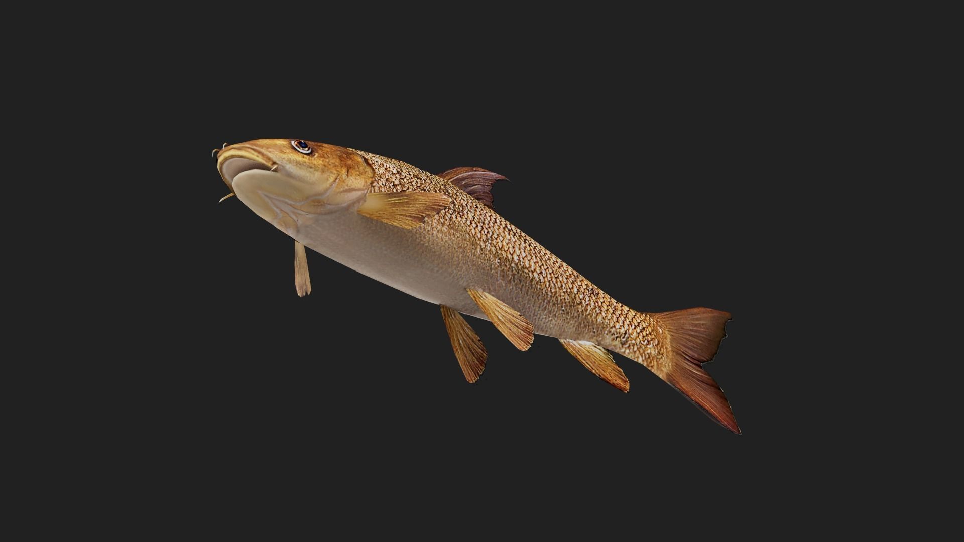 Barbel Low-poly 3D model_4