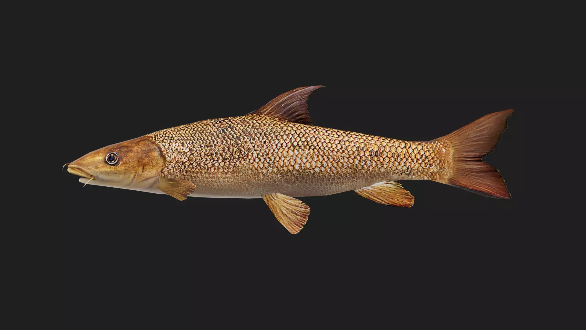 Barbel Low-poly 3D model_0