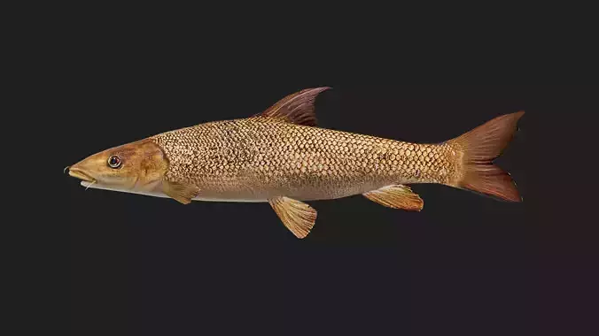 Barbel Low-poly 3D model