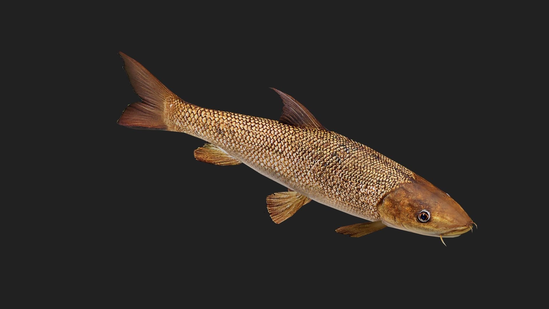 Barbel Low-poly 3D model_2