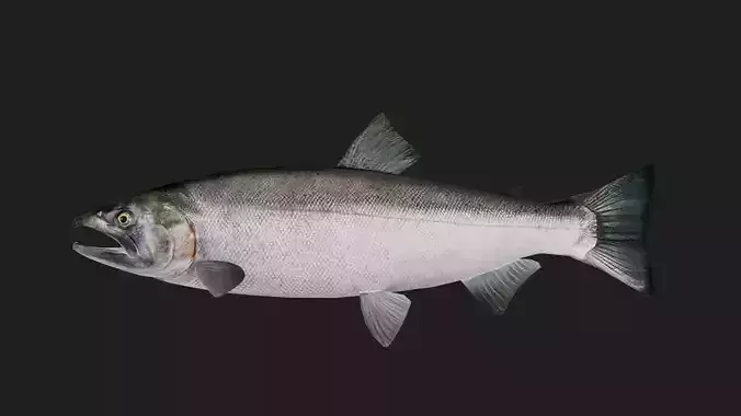 Salmon Low-poly 3D model