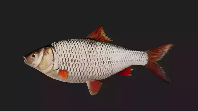 Roach Low-poly 3D model