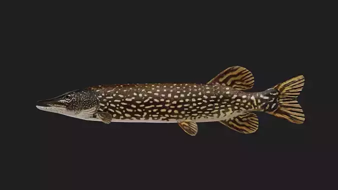 Pike fish Low-poly 3D model