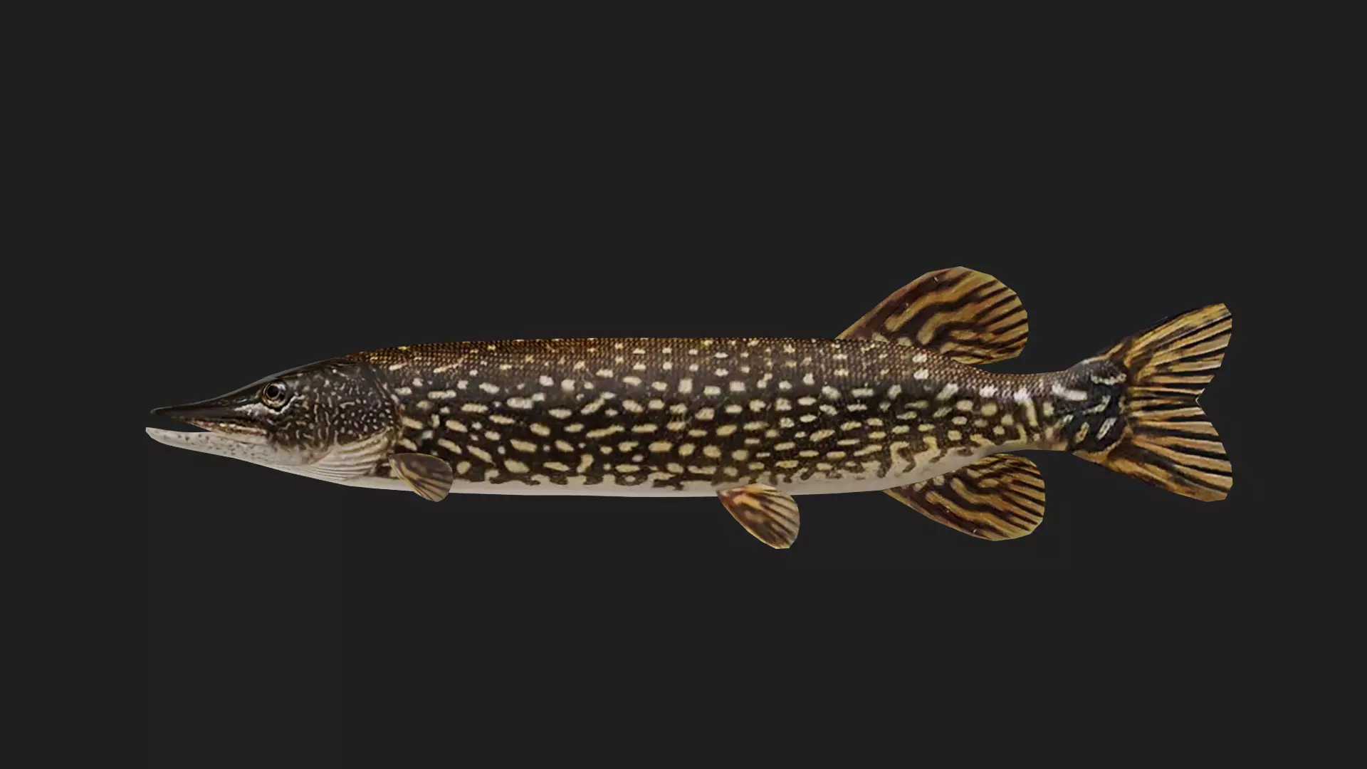 Pike fish Low-poly 3D model_0