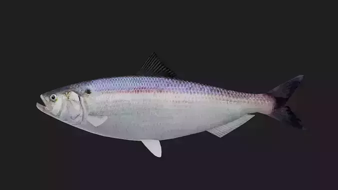 Herring Low-poly 3D model