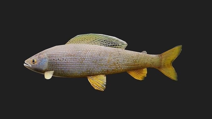 Grayling Model 3D model Grayling VR / AR / low-poly | CGTrader