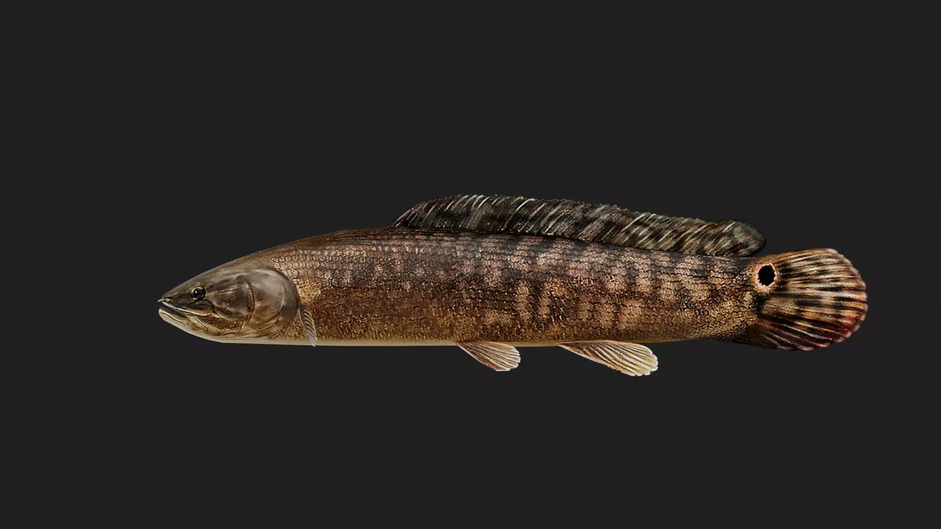 Bowfin Low-poly 3D model_0