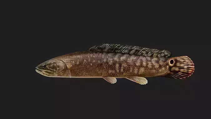 Bowfin