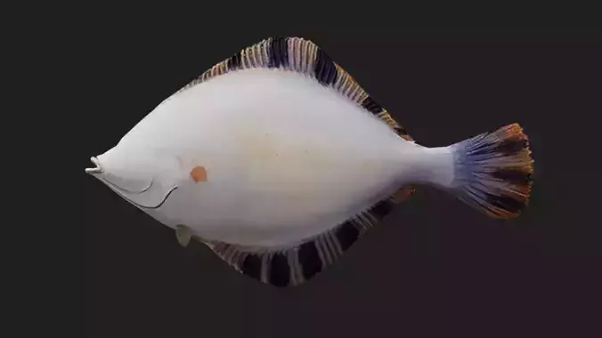 Flatfish Low-poly 3D model