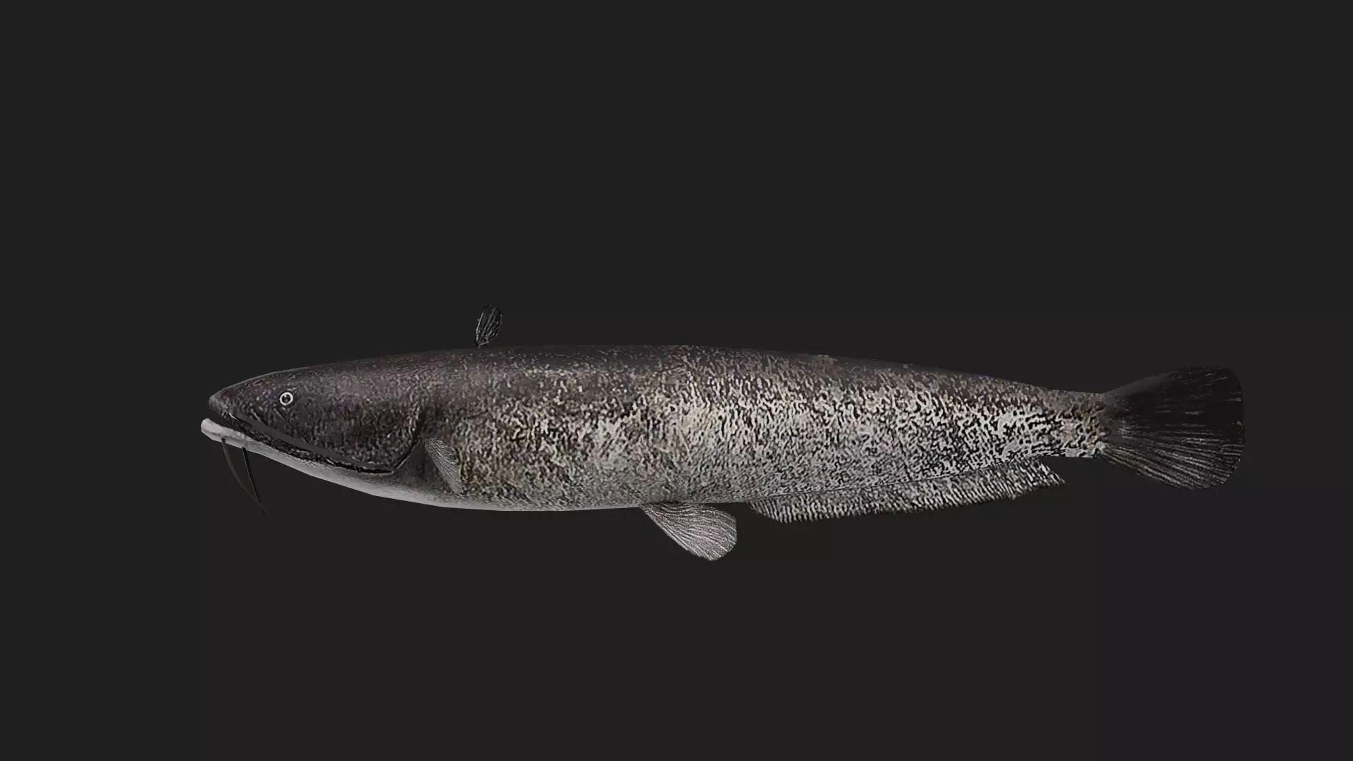 Catfish Low-poly 3D model
