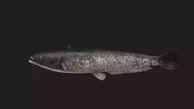 Catfish