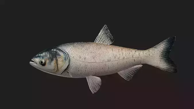 Carpfish
