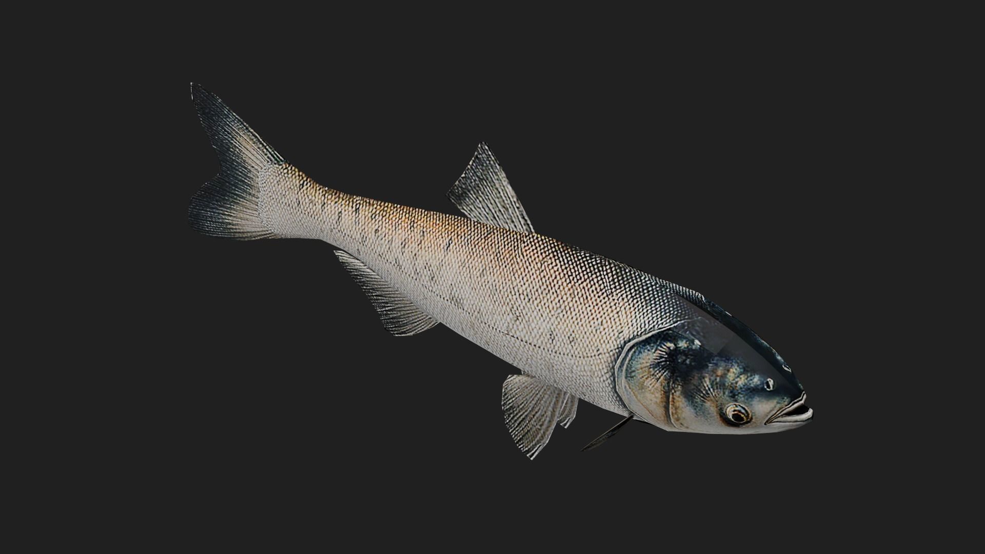 Carpfish Low-poly 3D model_2