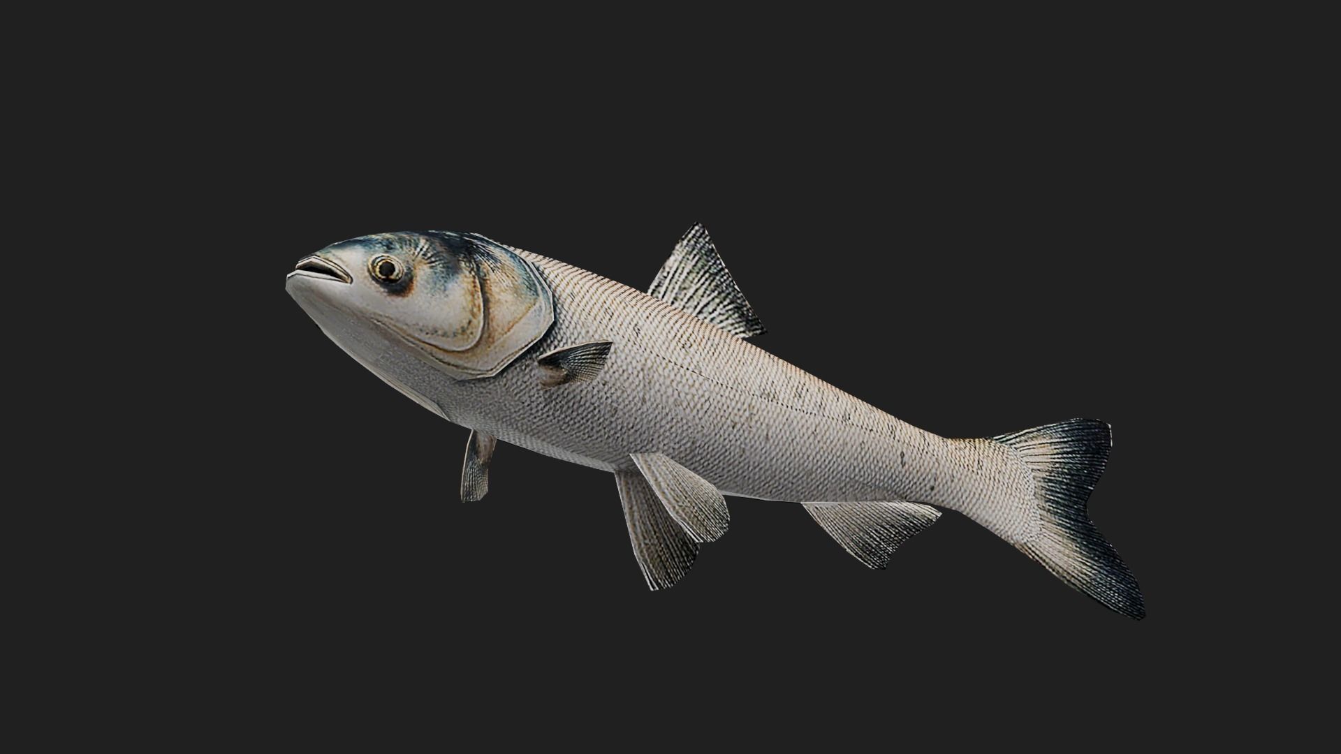 Carpfish Low-poly 3D model_4