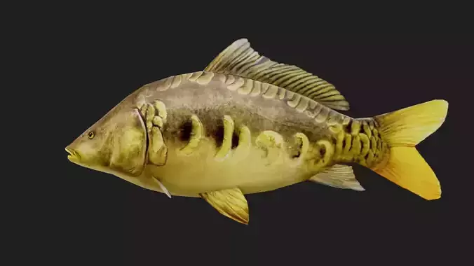 MirrorCarp Low-poly 3D model