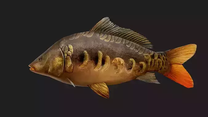 MirrorCarp Low-poly 3D model