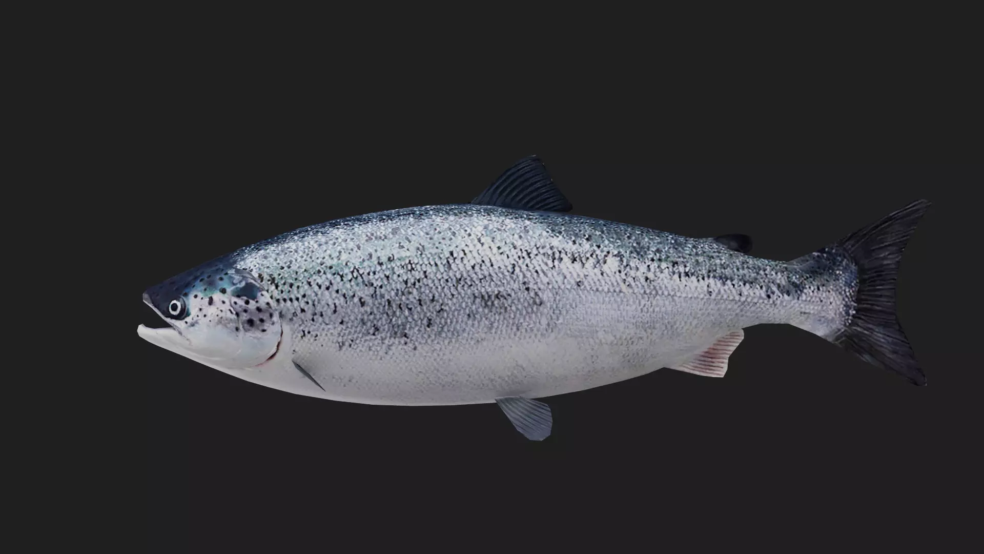 Trout Low-poly 3D model_0