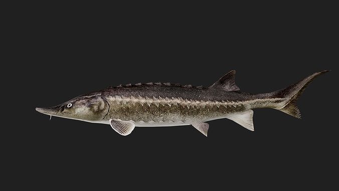 Sturgeon Low-poly 3D model