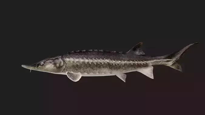 Sturgeon