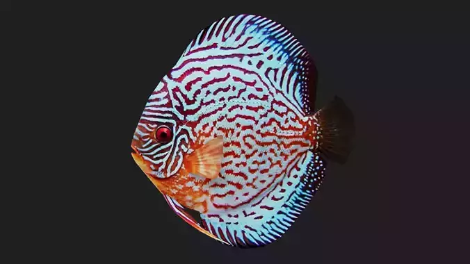 Cichlid Low-poly 3D model
