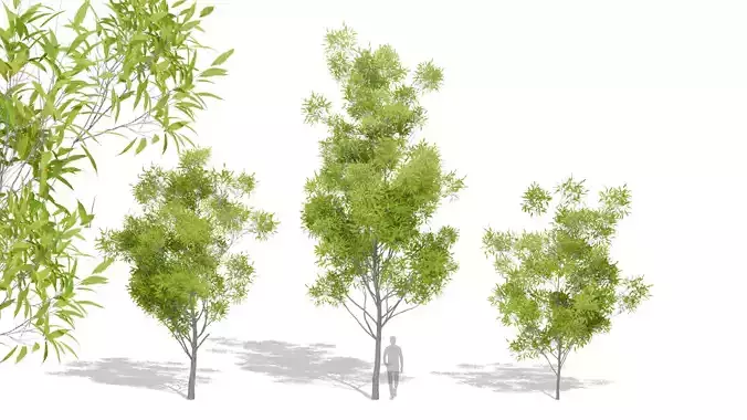 Nature Tree 3D model