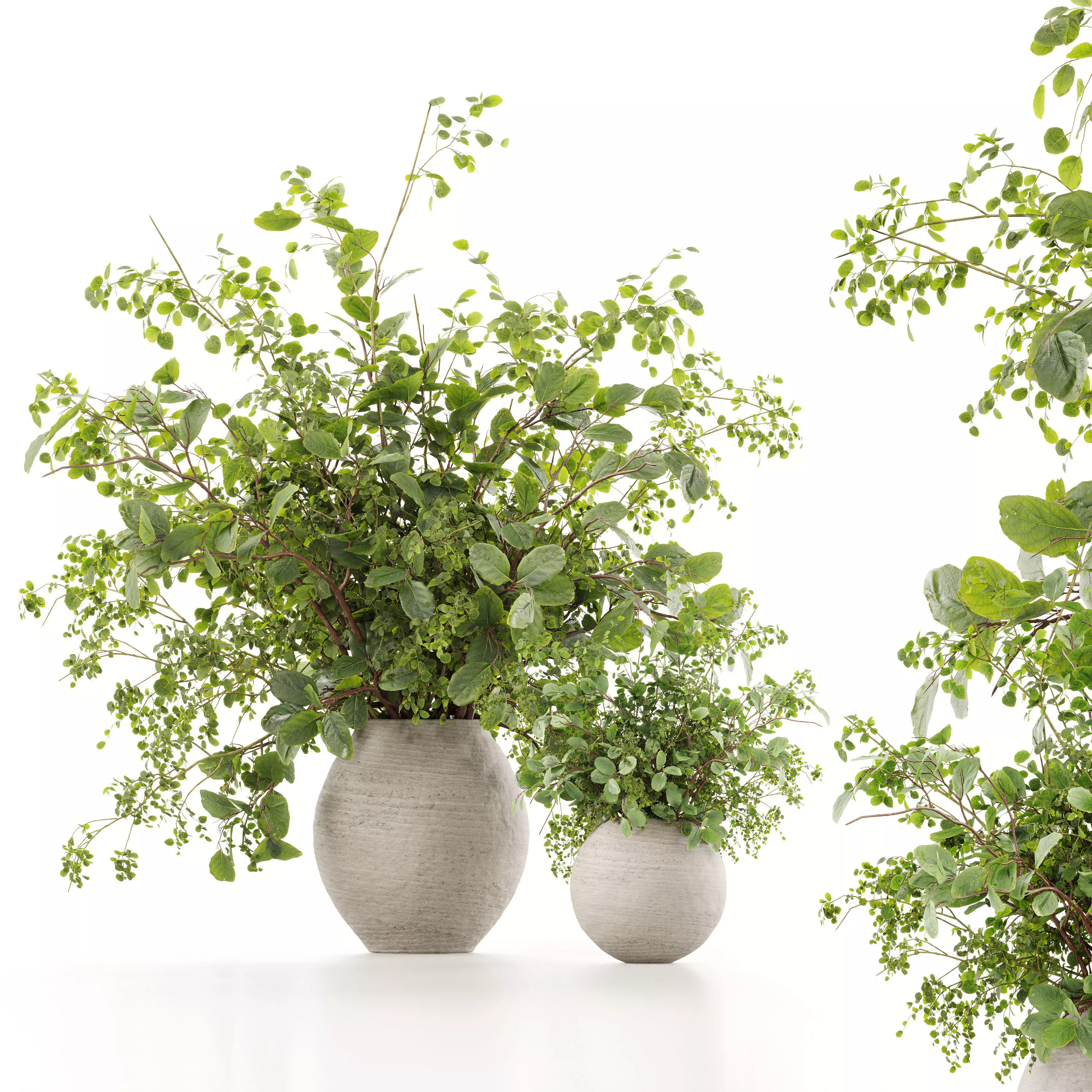 Plants Bouquets 3D model