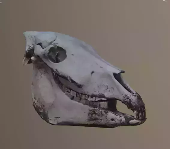 3d scan of an elderly donkey skull