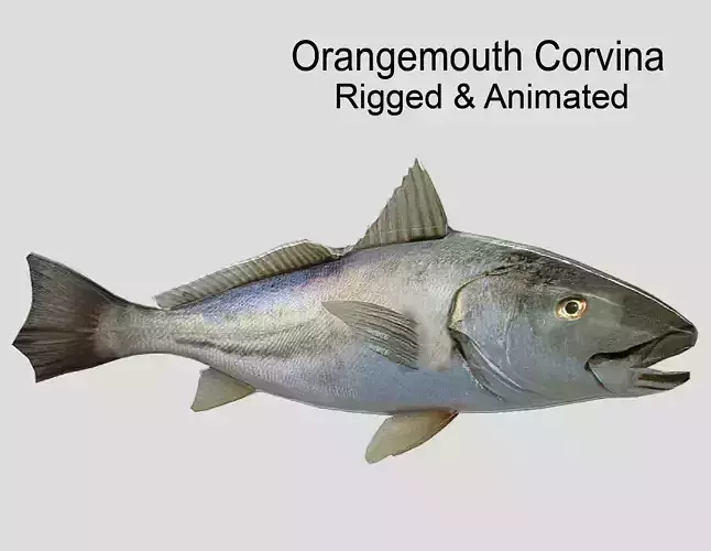 Orangemouth Corvina Realistic Animated Low-poly 3D model