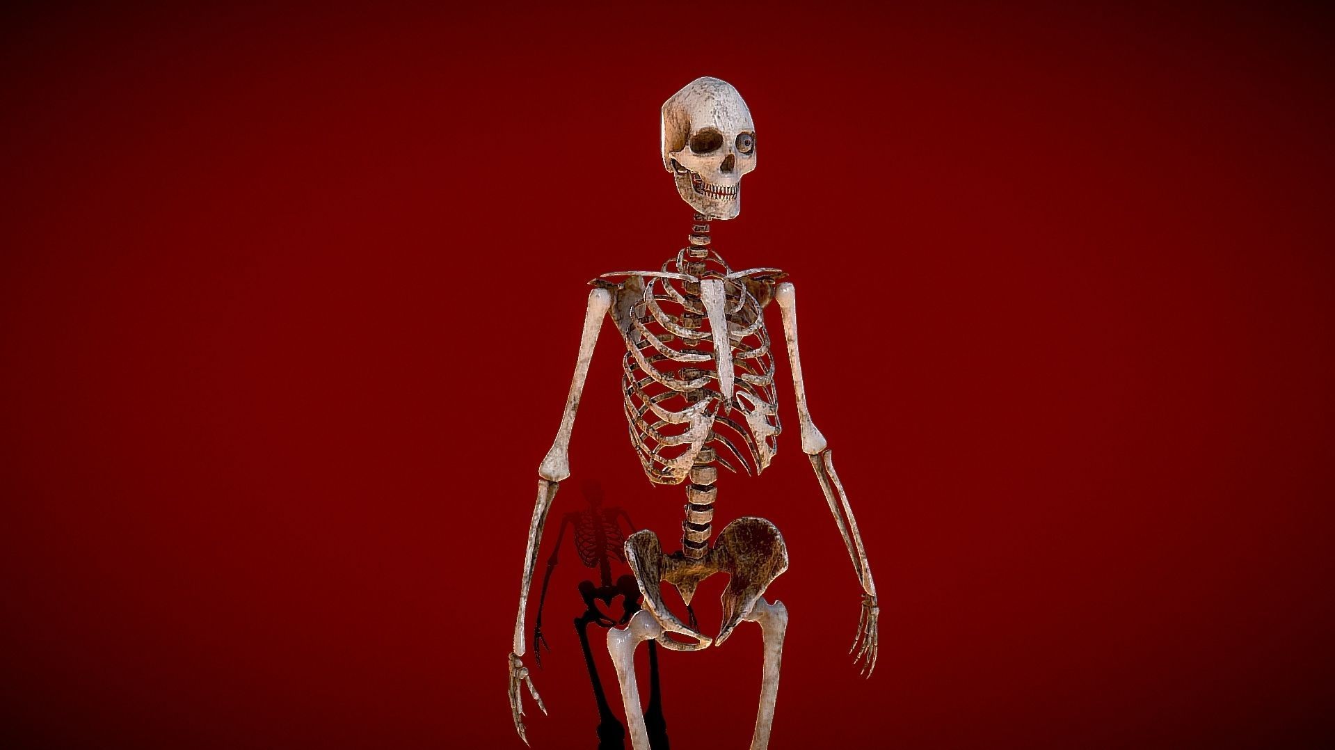 skeleton 3D model_3