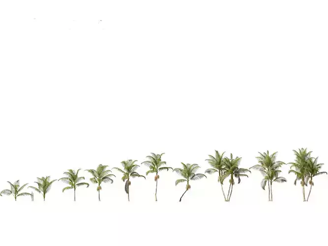 Archontophoenix cunninghamiana - Bangalow palm 3D model