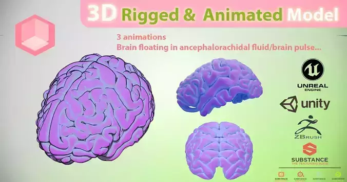 3d rigged and animated brain model